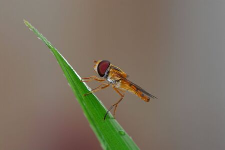 Robberflyの写真素材