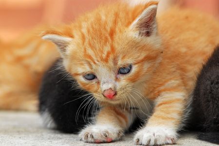 Playful Kittensの写真素材