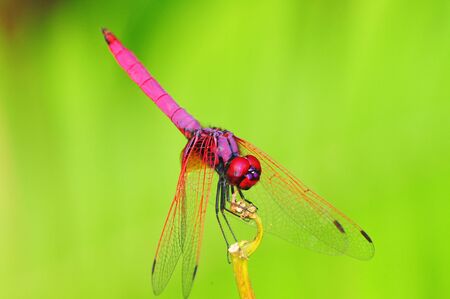 Dragonfly Restingの写真素材