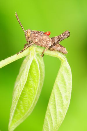 Grasshopper の写真素材