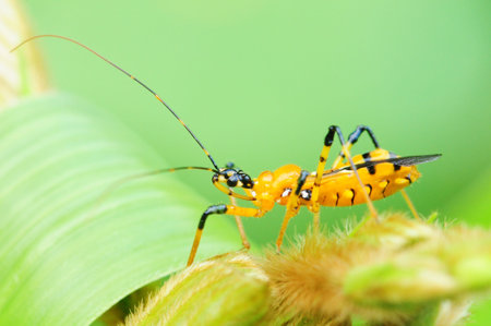 Assassin Bugの写真素材