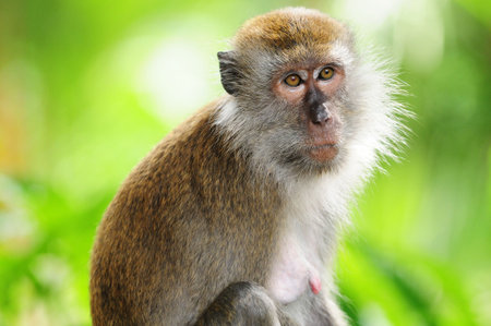 Long Tailed Macaque Closeupの写真素材