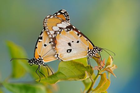 Mating Butterfliesの写真素材