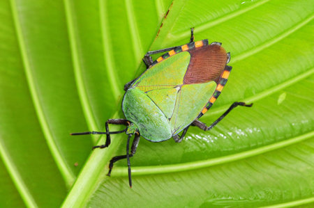 Shield Bug On A Leaf
