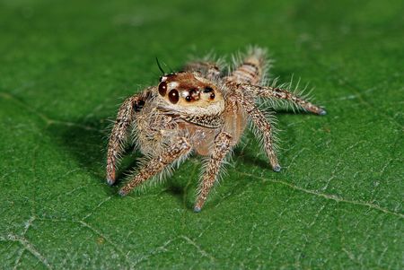 Hairy Jumper Spiderの写真素材