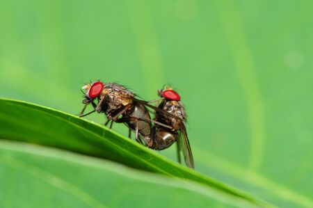 Mating Housefliesの写真素材