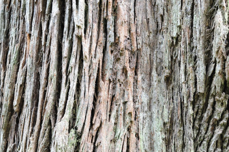 Bark Of A Tree