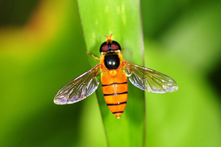 Hoverfly Resting On A leaf