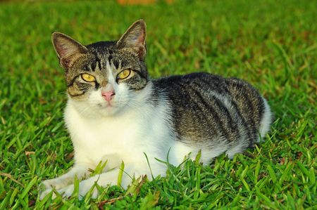 Cat Resting In The Fieldの写真素材