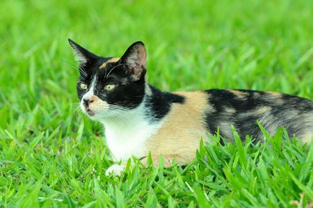 A Cat  In The Fieldの写真素材