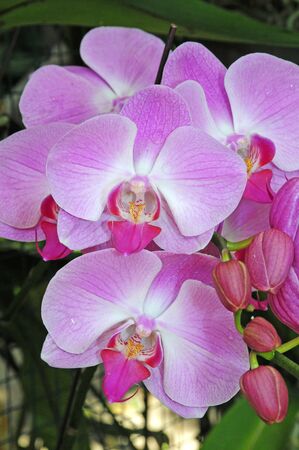 Exotic Orchid Flowersの写真素材