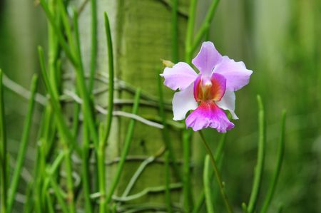 Orchid Plants  Growing In The Gardenの写真素材