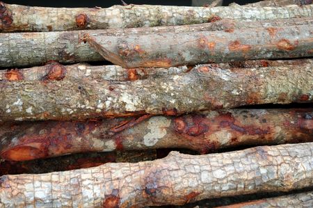 Wood Of Mangrove Trees Used For Foundation Workの写真素材