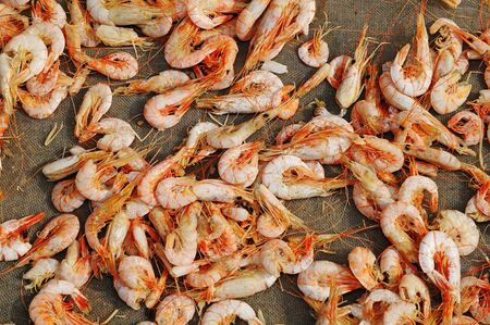Drying Shrimps At The Seasideの写真素材