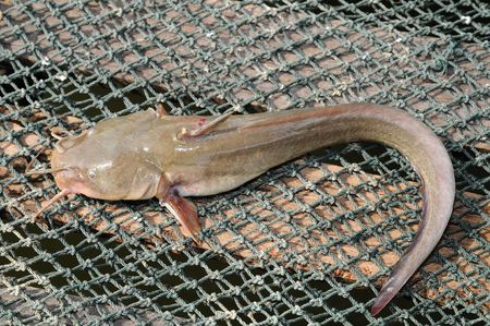 Fish Caught In A  Fishing Netの写真素材