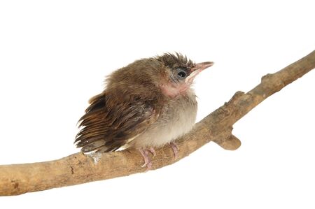 Fledging Bird On A branchの写真素材