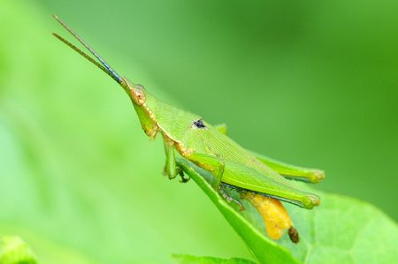 Sharped headed Grasshopper On A Perchの写真素材