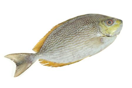 Fish On White backgroundの写真素材