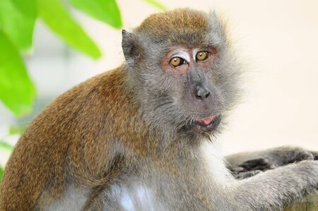Monkey In The Natural Environmentの写真素材