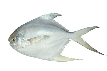 White Pomfret Fish On White backgroundの写真素材
