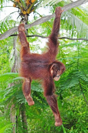 Playful Young Gorilla Hanging On A Vineの写真素材