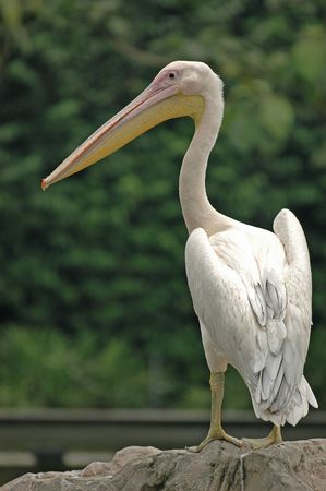 White Pelican Standing On A Rockの写真素材