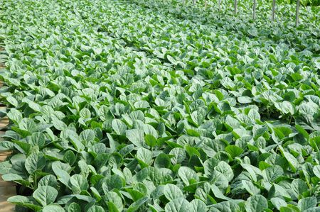 A Vegetable Farm With Healthy Vegetables Growingの写真素材