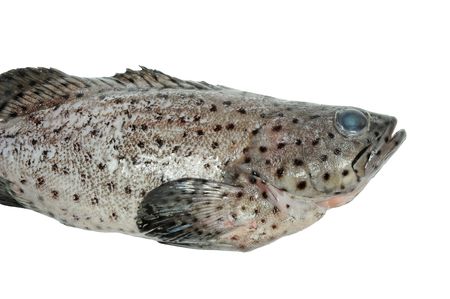 Closeup Of Black Grouper Fish On White backgroundの写真素材