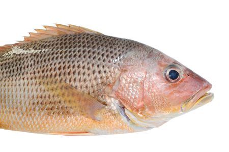 Closeup Of A Red Snapper, Salt Water Fiashの写真素材