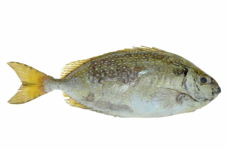 BrownTravally, Fish On white Backgroundの写真素材