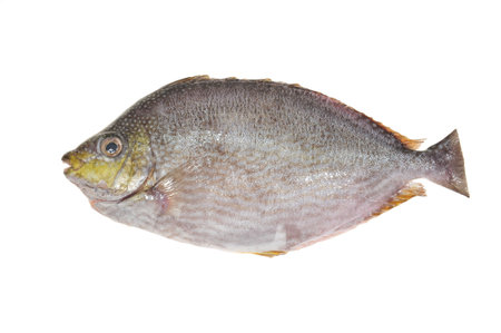 Fish Ready For Cooking