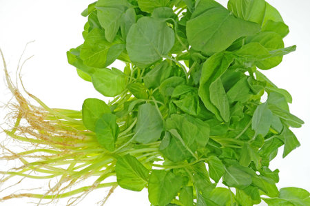 Fresh  Spinach  Vegetables On White Background