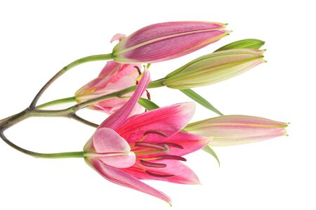 Pink Lily Flowers With New Budsの写真素材