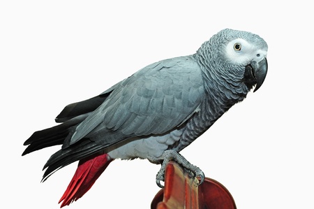 Grey Parrot On A Perchの写真素材