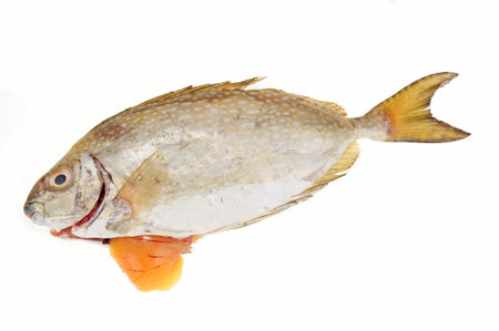Rabbit Fish With Roe Ready For Cooking