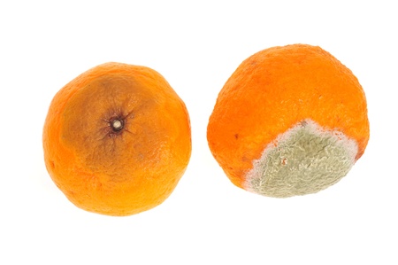 Rotten And Decomposed Orangesの写真素材