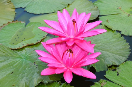 Pink Waterlily Flowers In The Pondの写真素材