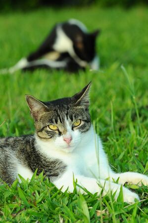 Cat In A Fieldの写真素材