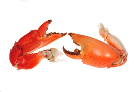 Cooked Crab Pincers Isolated On White Backgroundの写真素材