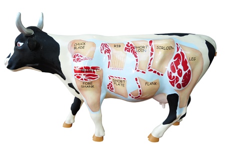  Dummy Cow Which Shows The Different Cuts の写真素材