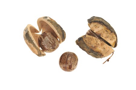 Dried Rubber Seeds Isolated On White Backgroundの写真素材