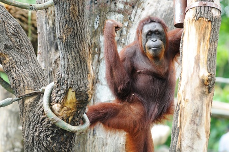 Playful Gorilla  At A Zooの写真素材