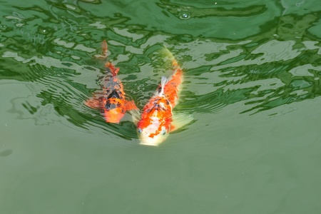Colorful Carps Swimming In The Pondの写真素材