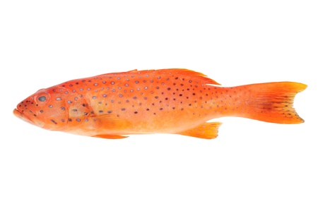 Red Grouper Fish Isolated On White Backgroundの写真素材