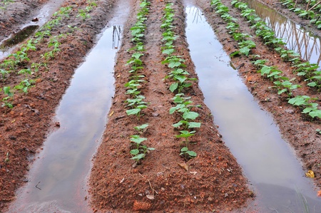 Irrigation At A Vegetable Farm の写真素材