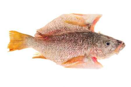 Fish Ready For Cooking