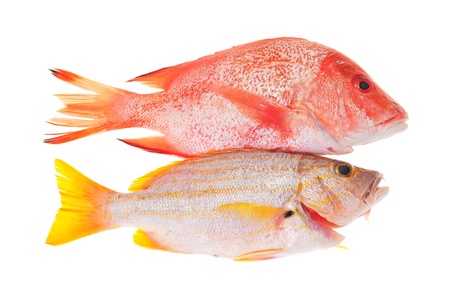 Red Snapper And Yellow Sea Bream の写真素材