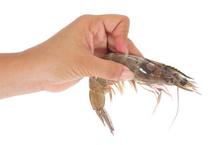 Hand Holding A fresh Prawnの写真素材
