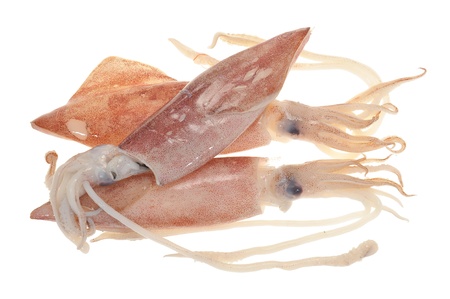 Fresh Squids Ready For Cookingの写真素材