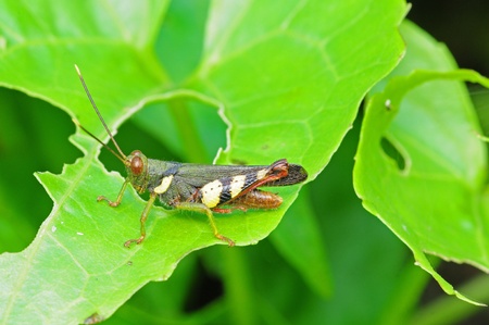 Grasshopper In Natural Environmentの写真素材
